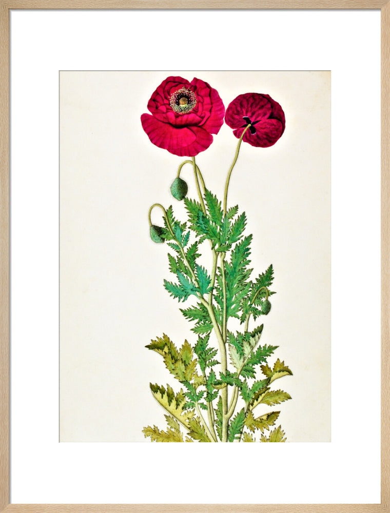 Papaver Rhoeas - The Dapuri Collection