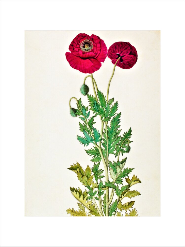 Papaver Rhoeas - The Dapuri Collection