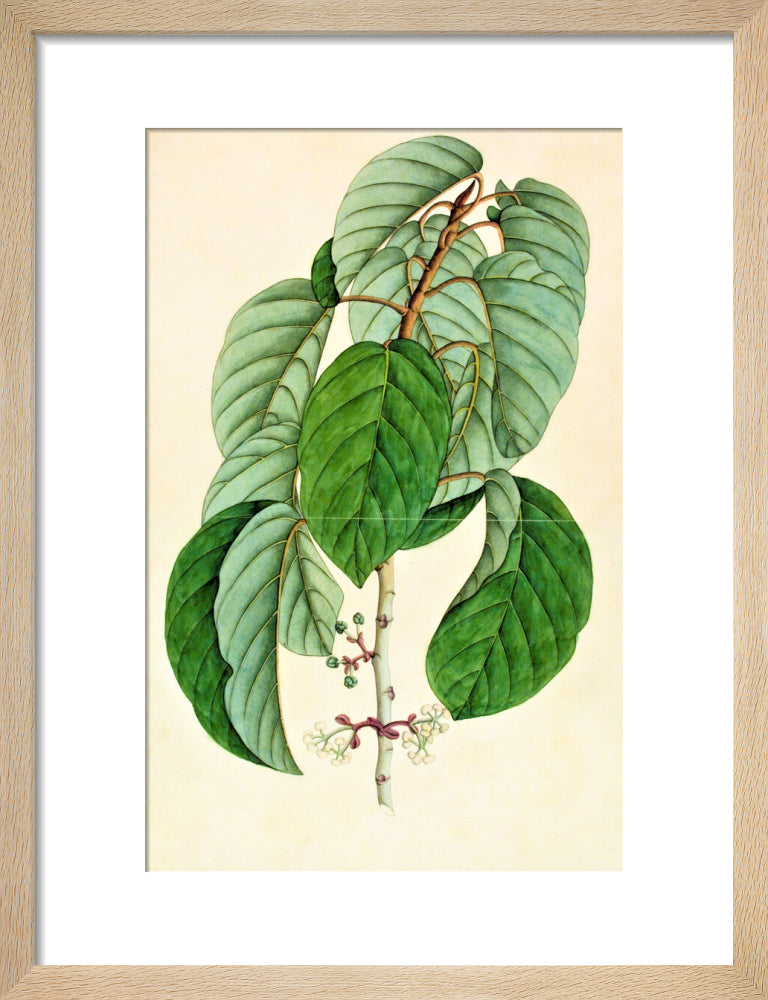 Poikilospermum Suaveolens - The Dapuri Collection