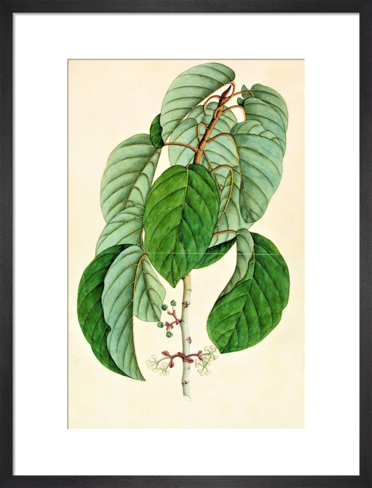 Poikilospermum Suaveolens - The Dapuri Collection