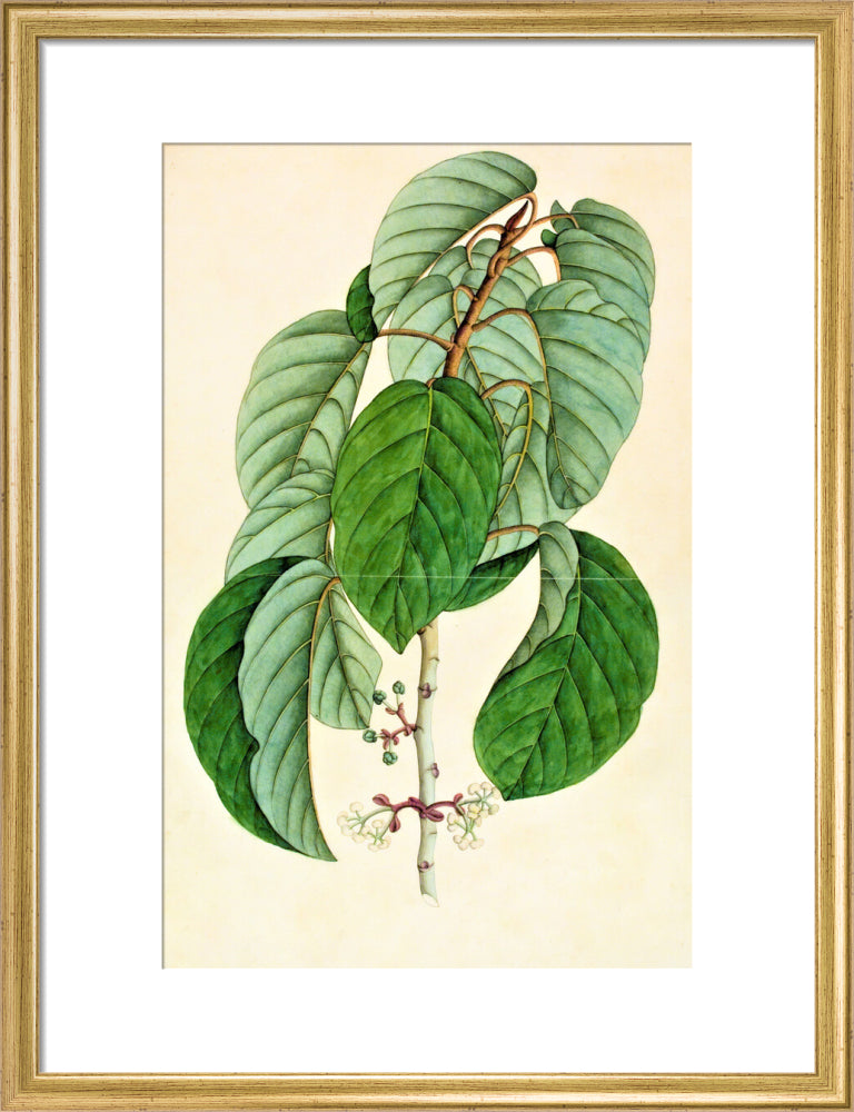Poikilospermum Suaveolens - The Dapuri Collection