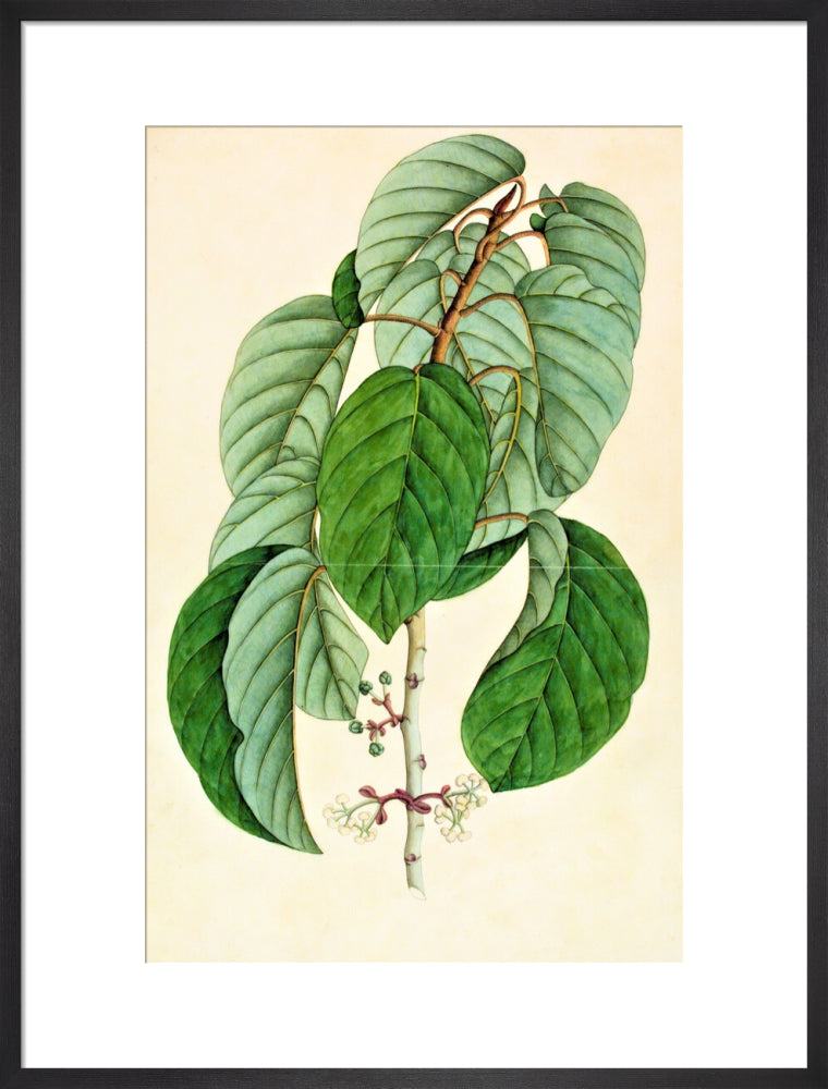 Poikilospermum Suaveolens - The Dapuri Collection