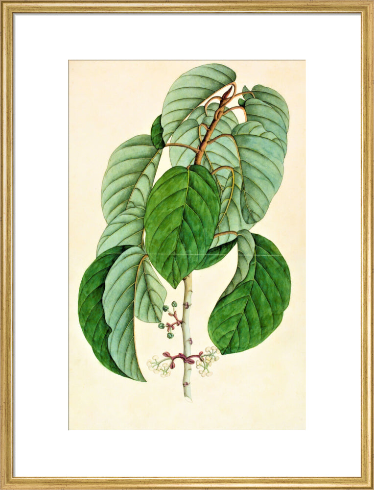 Poikilospermum Suaveolens - The Dapuri Collection