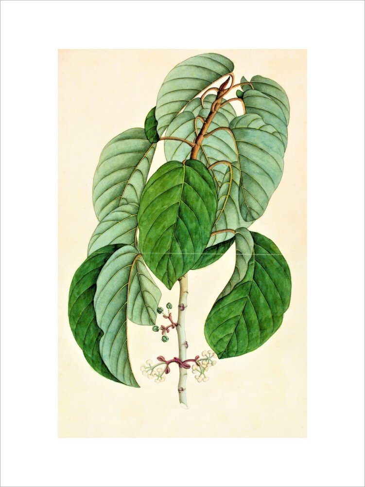 Poikilospermum Suaveolens - The Dapuri Collection