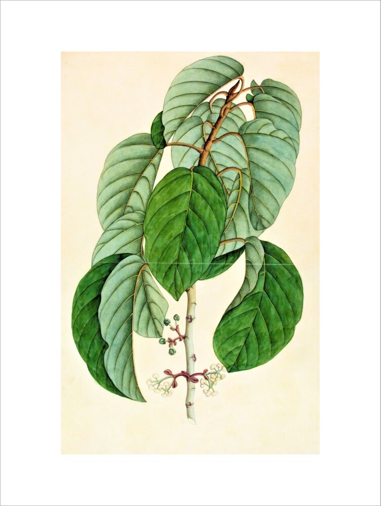 Poikilospermum Suaveolens - The Dapuri Collection