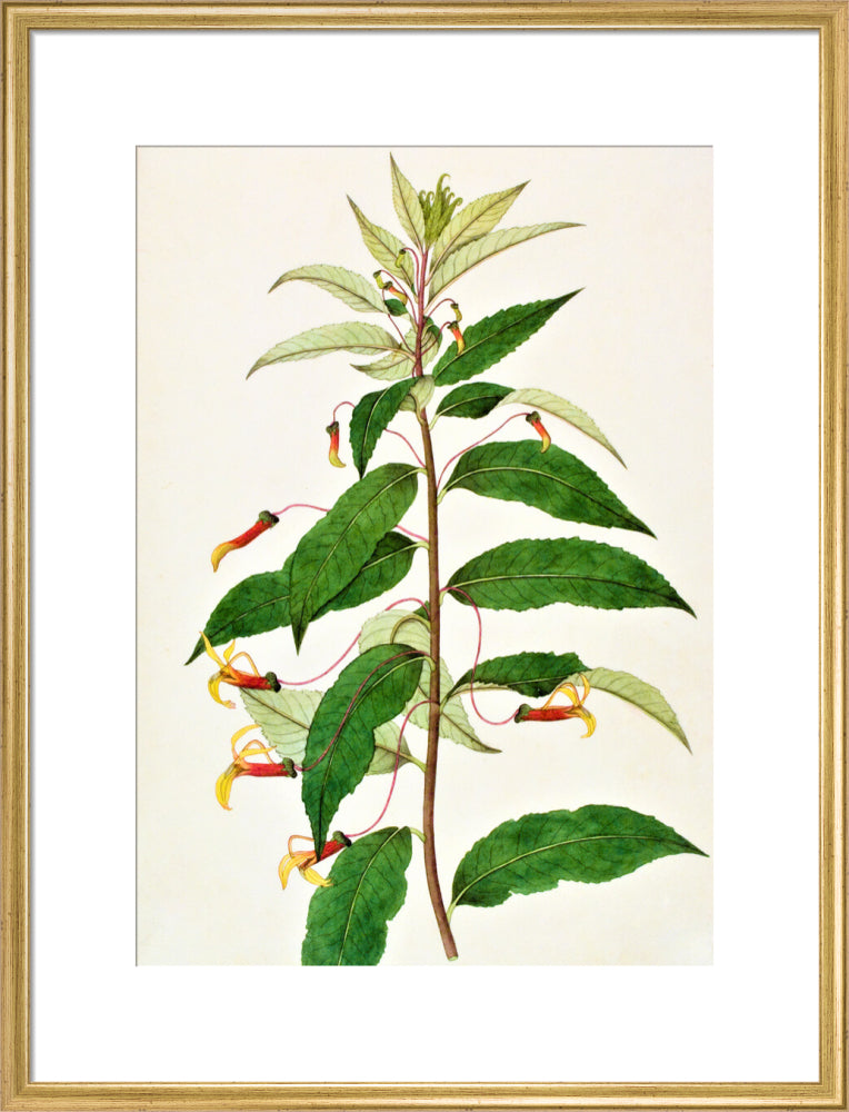 Siphocampylus - The Dapuri Collection