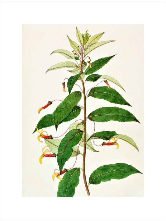 Siphocampylus - The Dapuri Collection