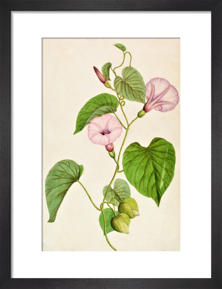 Stictocardia Tiliifolia - The Dapuri Collection