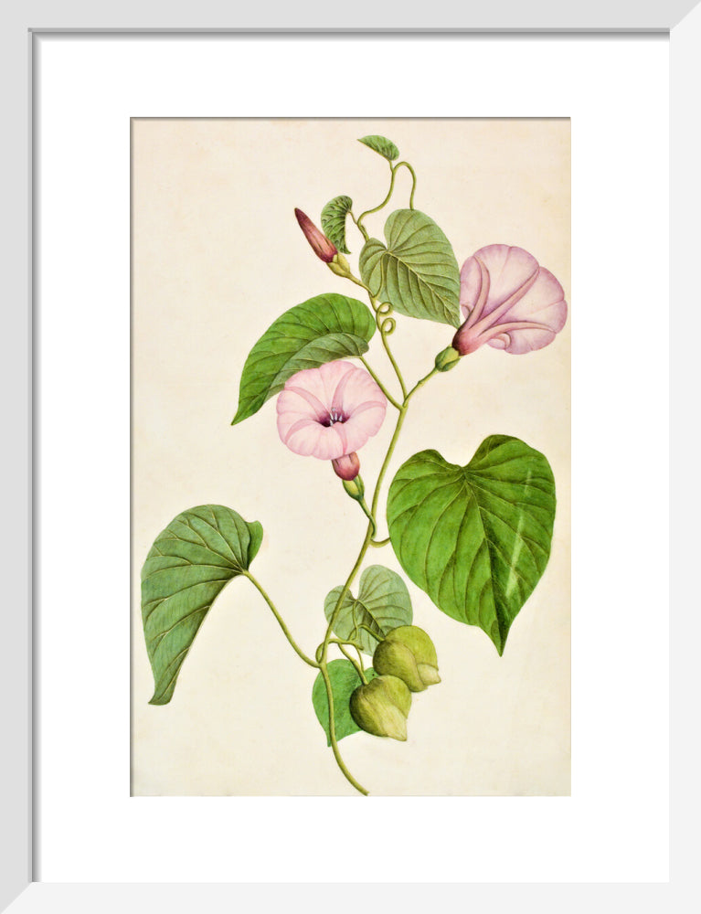 Stictocardia Tiliifolia - The Dapuri Collection