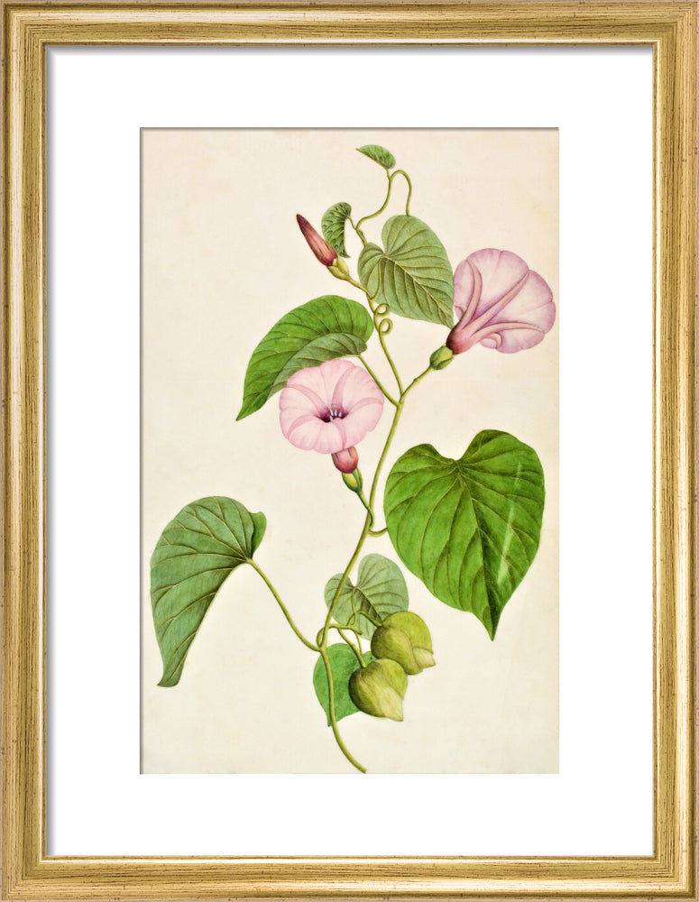 Stictocardia Tiliifolia - The Dapuri Collection
