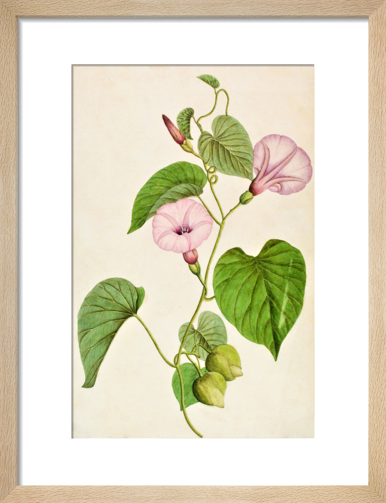 Stictocardia Tiliifolia - The Dapuri Collection