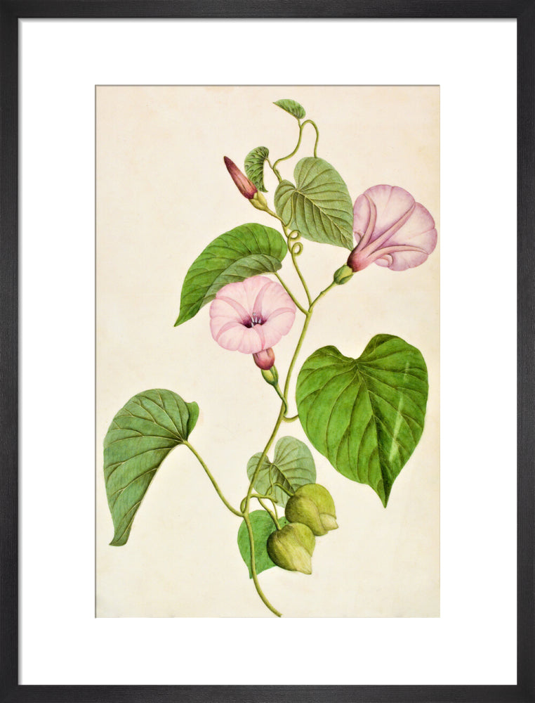Stictocardia Tiliifolia - The Dapuri Collection