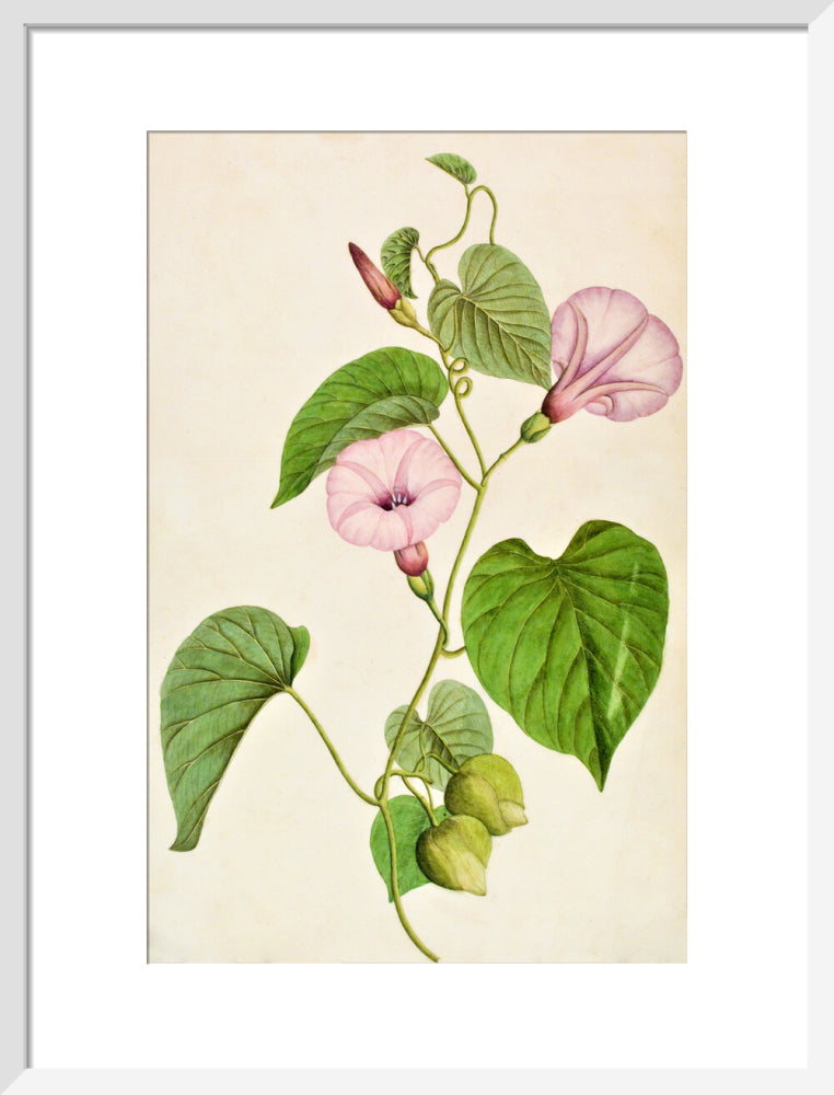 Stictocardia Tiliifolia - The Dapuri Collection