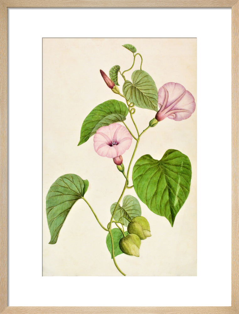 Stictocardia Tiliifolia - The Dapuri Collection