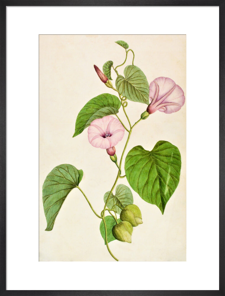 Stictocardia Tiliifolia - The Dapuri Collection