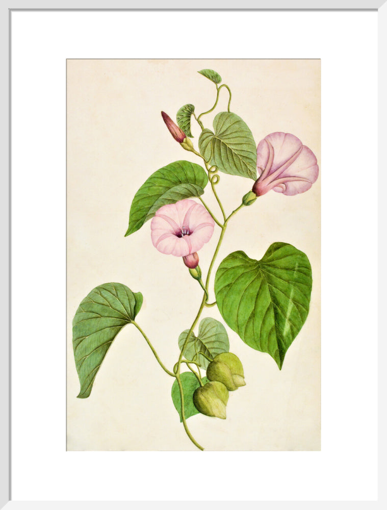 Stictocardia Tiliifolia - The Dapuri Collection