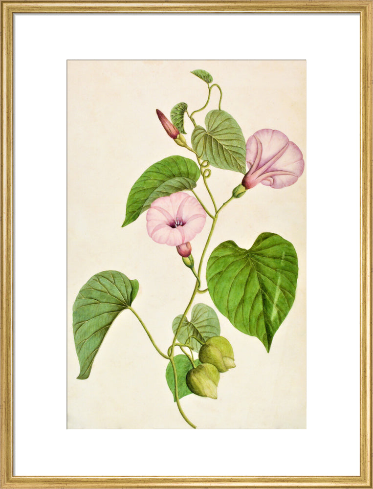 Stictocardia Tiliifolia - The Dapuri Collection