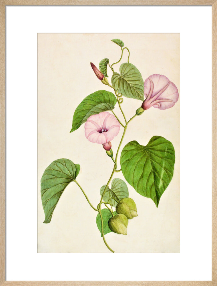Stictocardia Tiliifolia - The Dapuri Collection