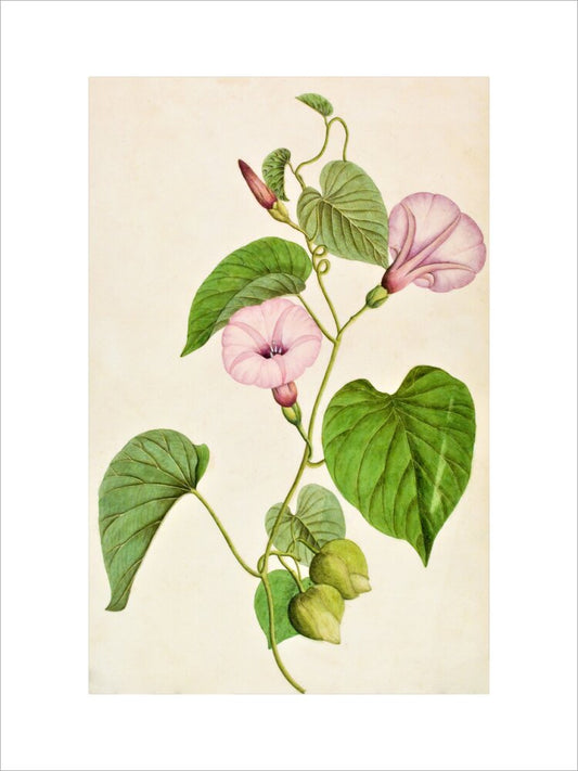 Stictocardia Tiliifolia - The Dapuri Collection