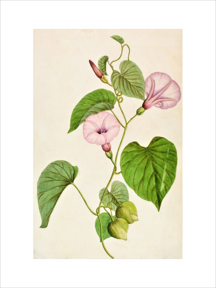 Stictocardia Tiliifolia - The Dapuri Collection