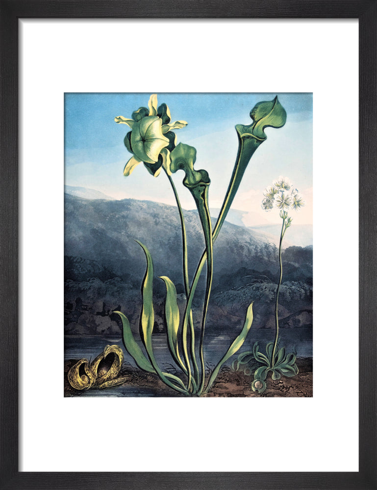 American Bog Plants by Robert John Thornton