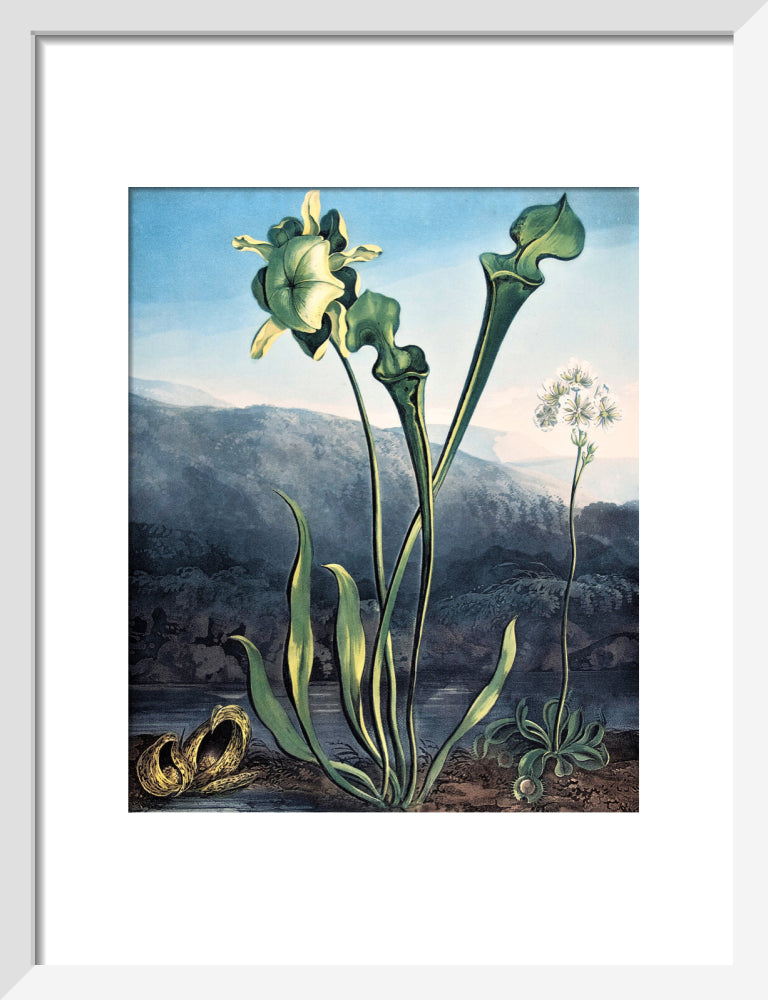 American Bog Plants by Robert John Thornton