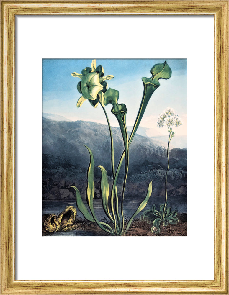American Bog Plants by Robert John Thornton