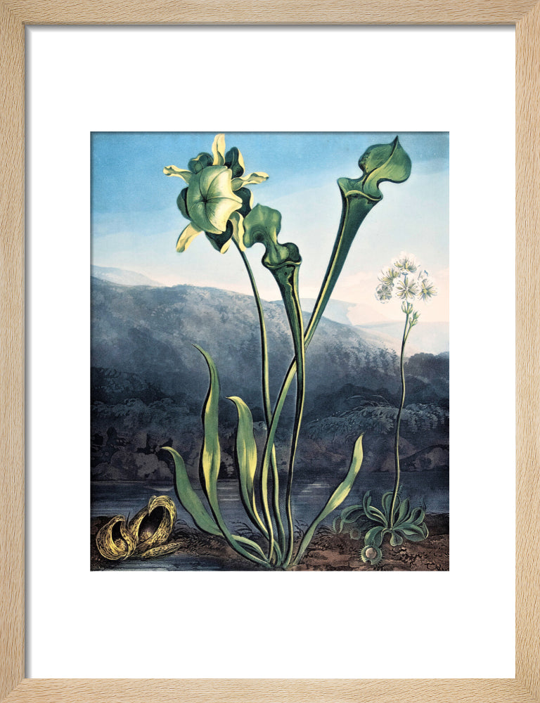 American Bog Plants by Robert John Thornton