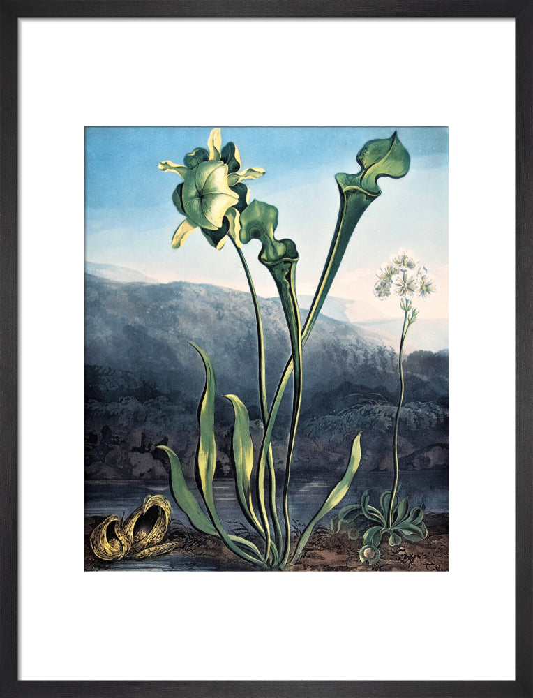 American Bog Plants by Robert John Thornton