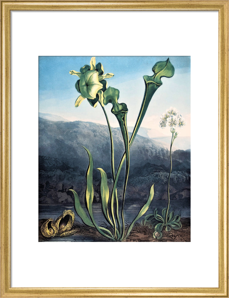 American Bog Plants by Robert John Thornton