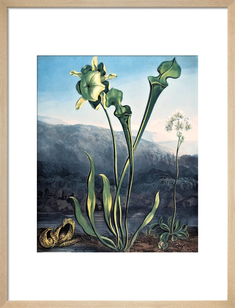 American Bog Plants by Robert John Thornton