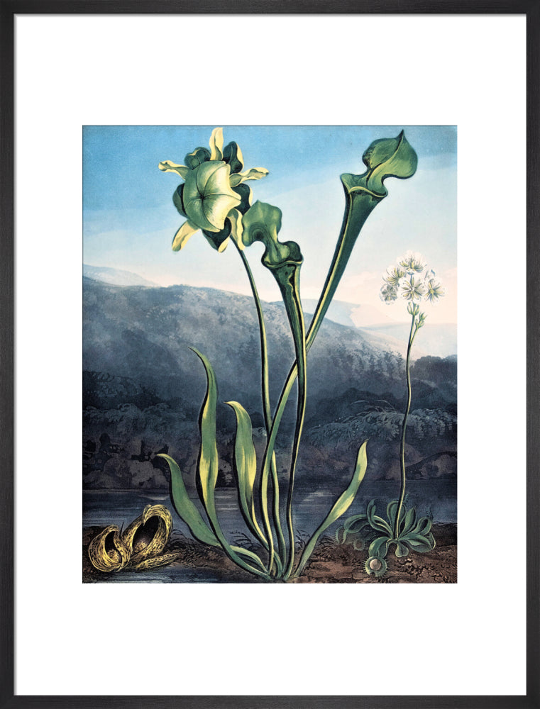 American Bog Plants by Robert John Thornton