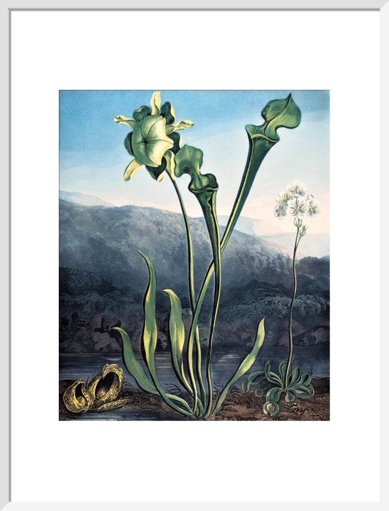 American Bog Plants by Robert John Thornton