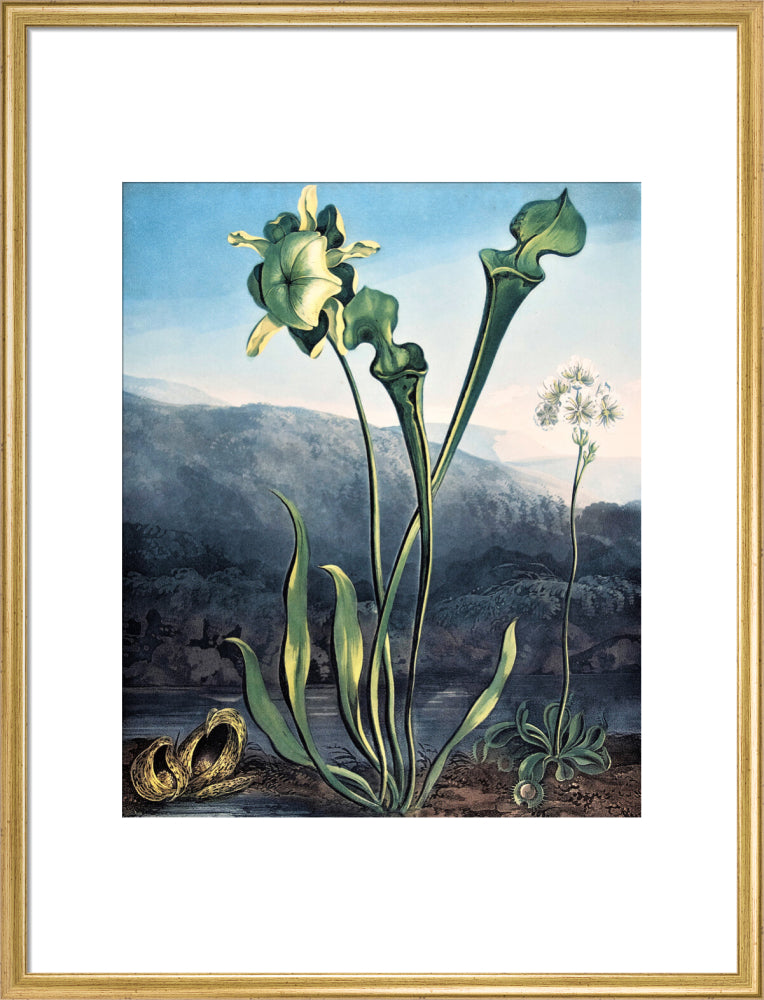 American Bog Plants by Robert John Thornton