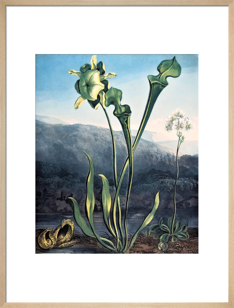 American Bog Plants by Robert John Thornton