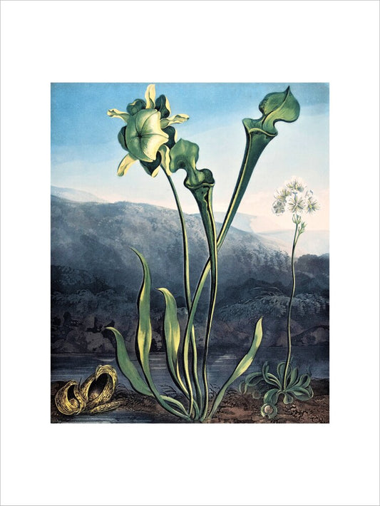 American Bog Plants by Robert John Thornton