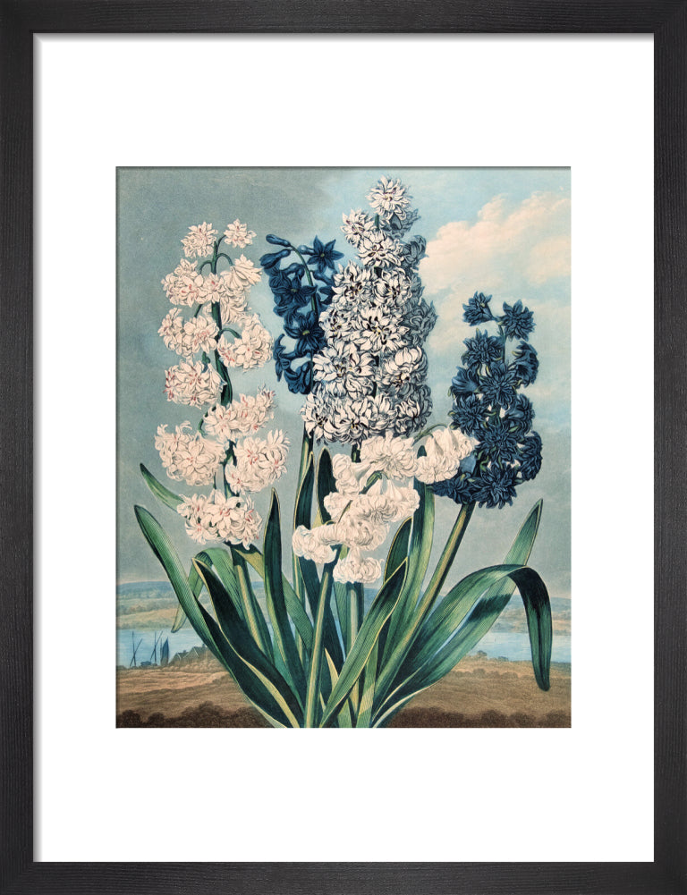 Hyacinths by Robert John Thornton