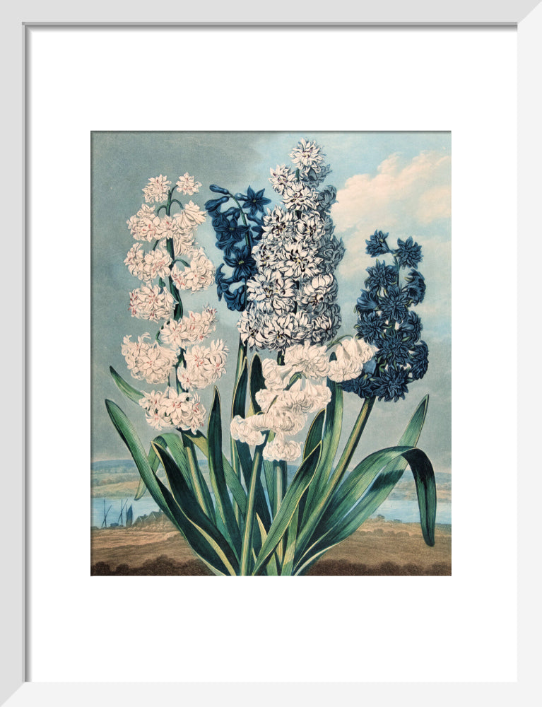 Hyacinths by Robert John Thornton