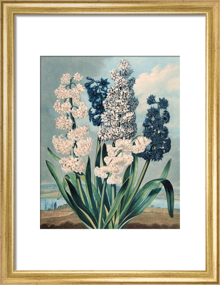 Hyacinths by Robert John Thornton