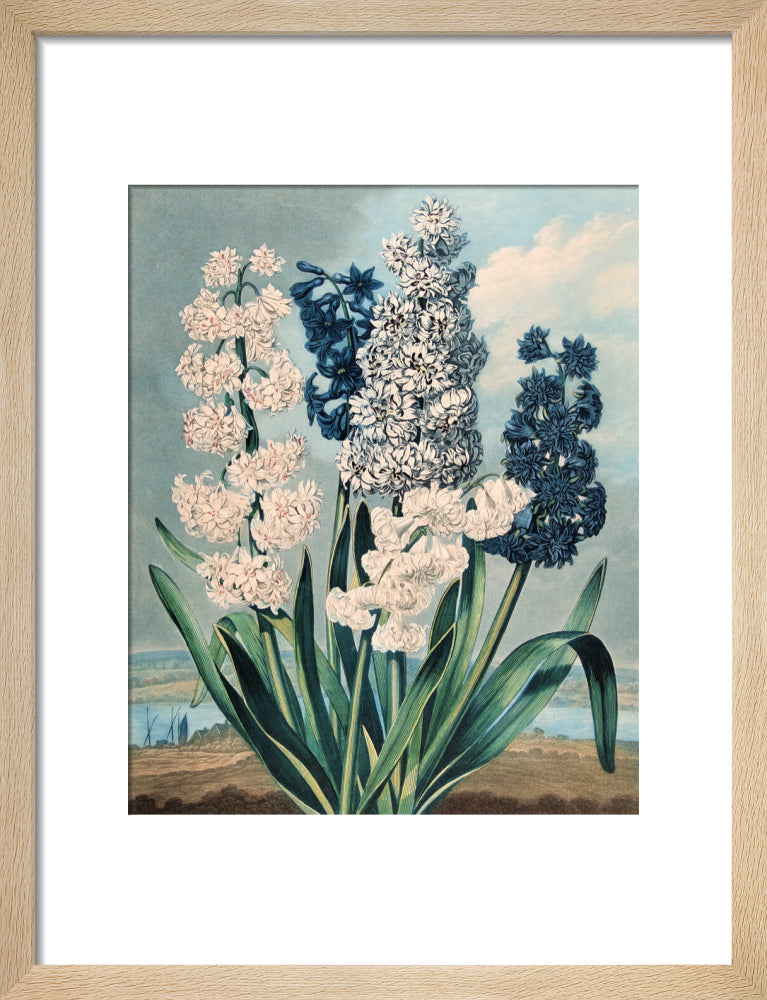 Hyacinths by Robert John Thornton