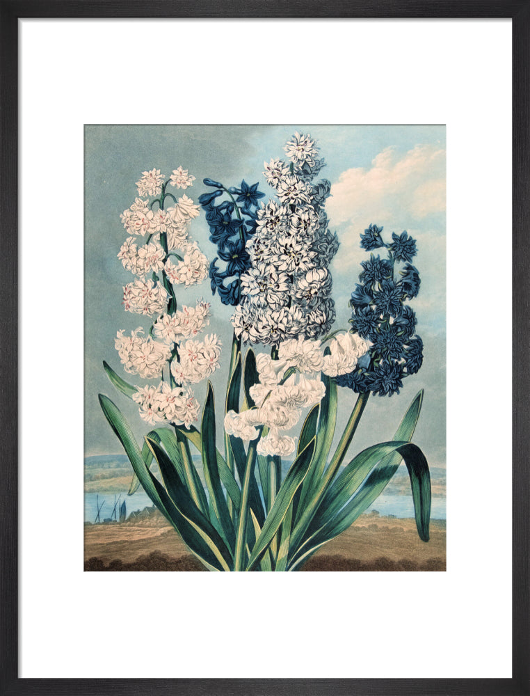 Hyacinths by Robert John Thornton
