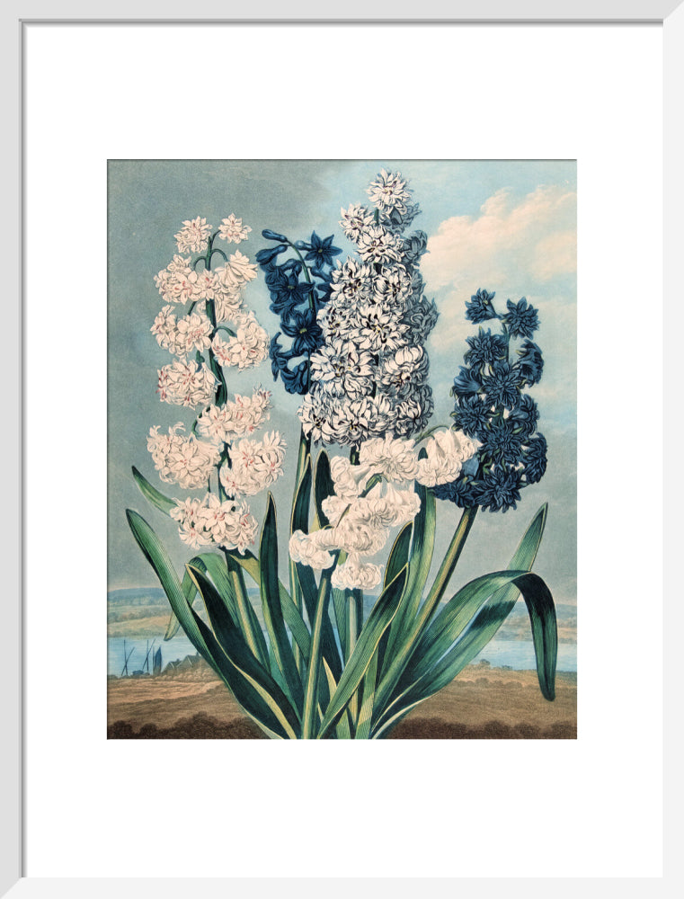Hyacinths by Robert John Thornton