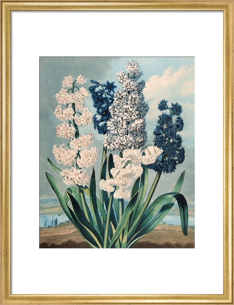Hyacinths by Robert John Thornton