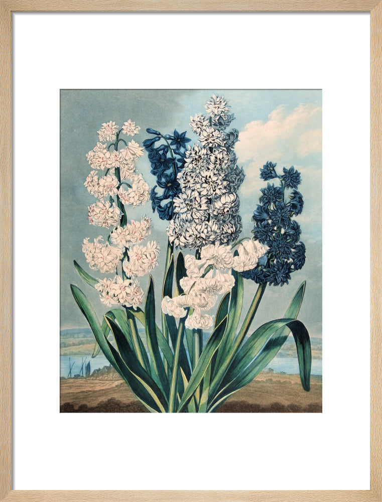 Hyacinths by Robert John Thornton