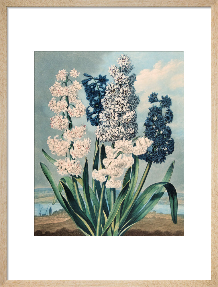 Hyacinths