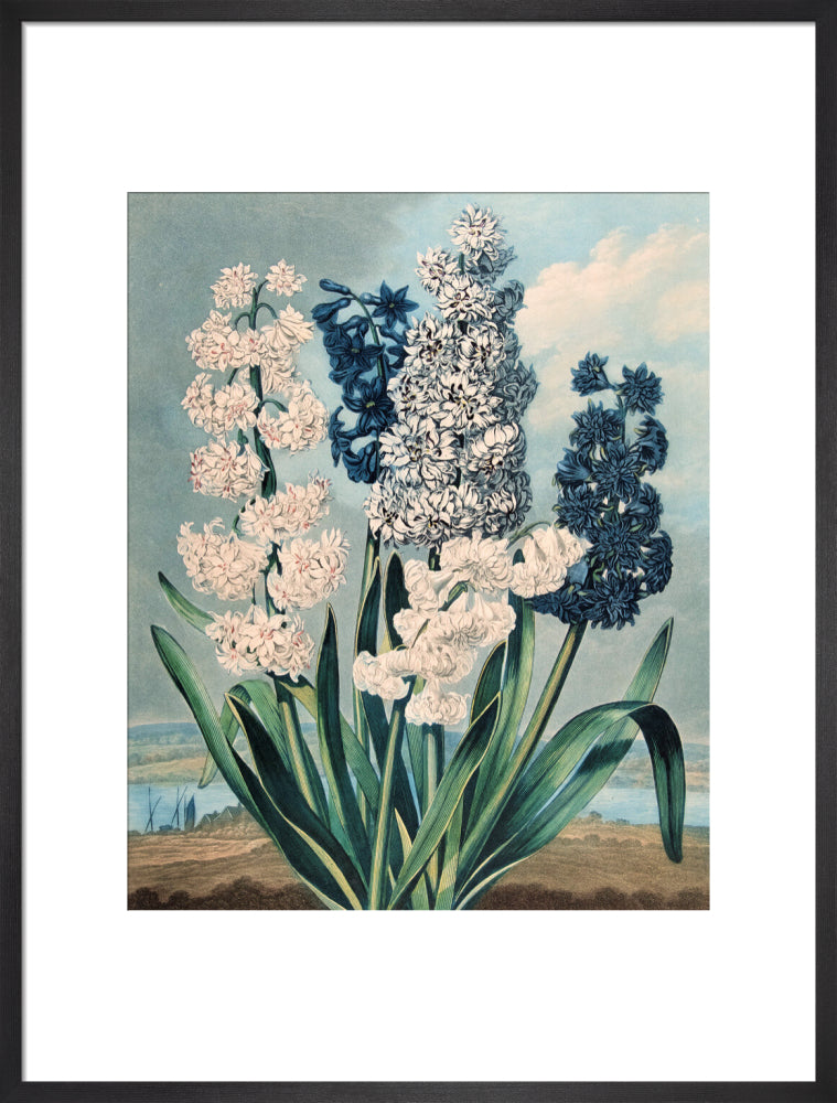 Hyacinths by Robert John Thornton