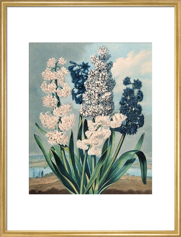 Hyacinths by Robert John Thornton