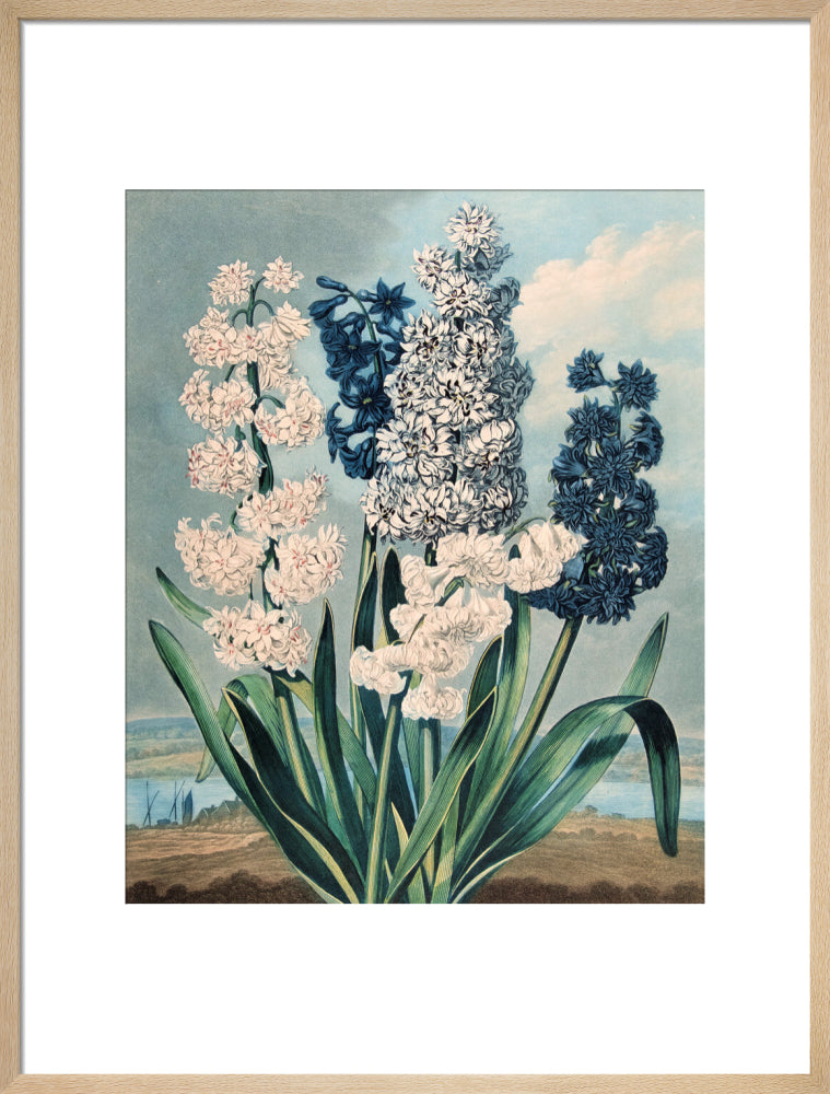 Hyacinths by Robert John Thornton