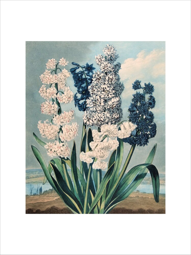 Hyacinths by Robert John Thornton