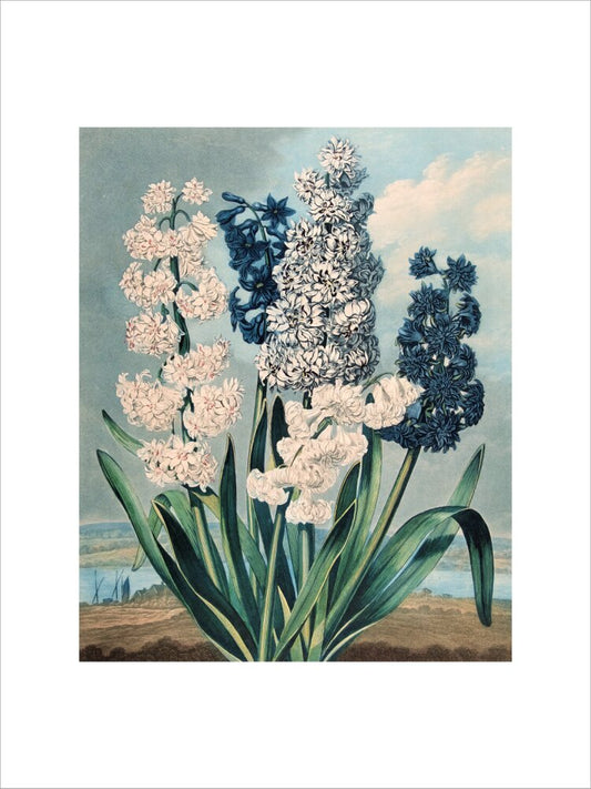Hyacinths by Robert John Thornton